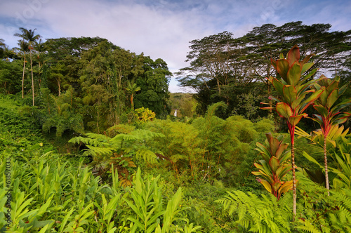 Tropical vegetation with Akaka falls at background