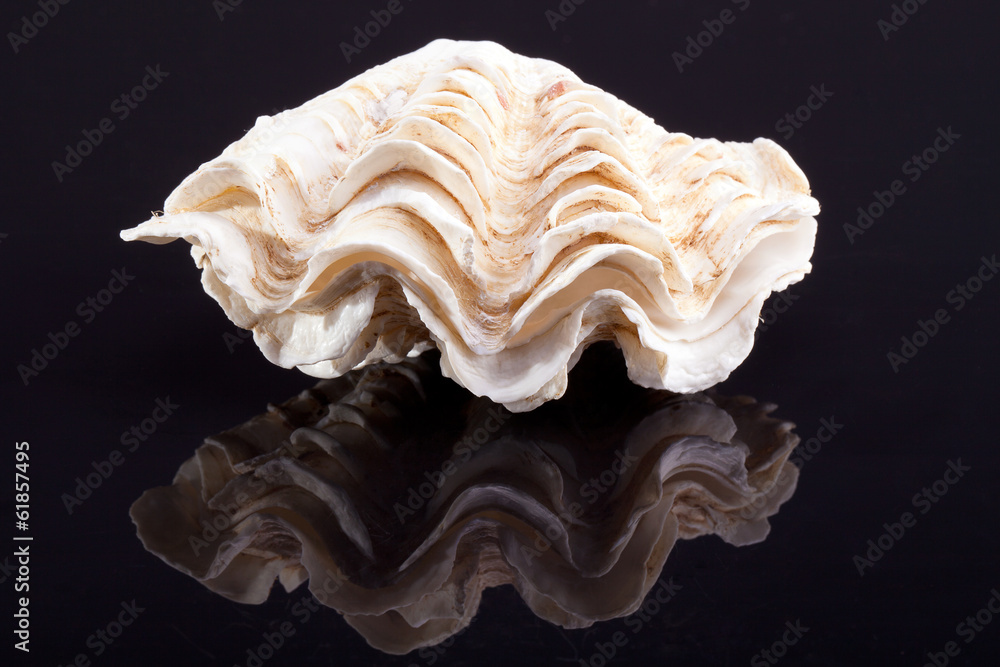 seshell of tridacna isolated on black background with reflection Stock ...
