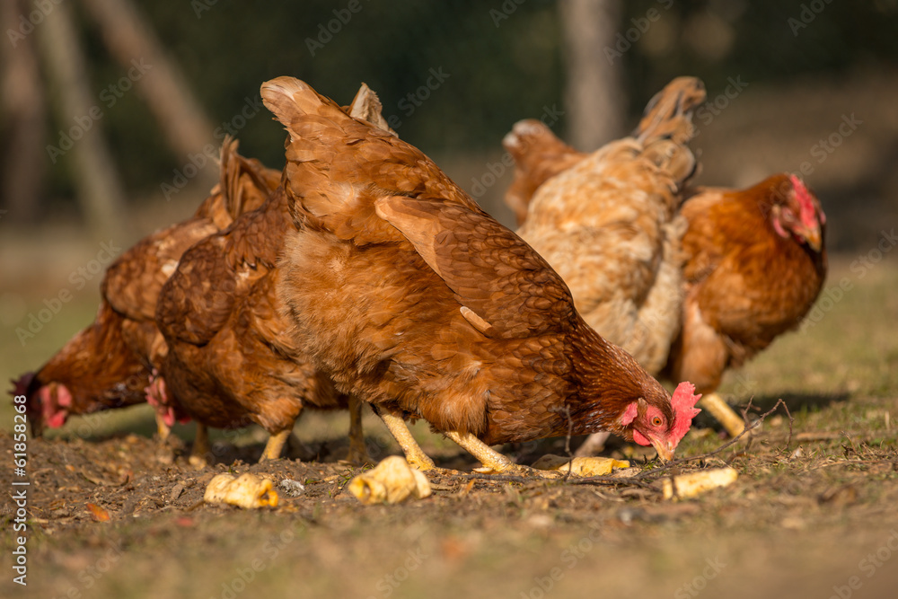 Fototapeta premium Chickens on traditional free range poultry farm