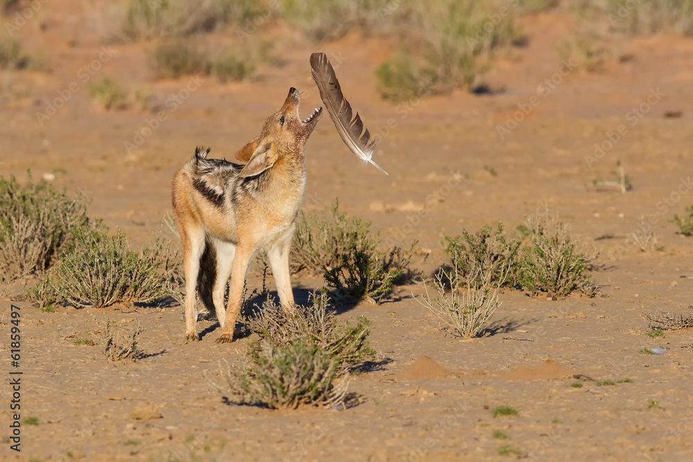 One Black backed jackal play with large feather in dry desert ha