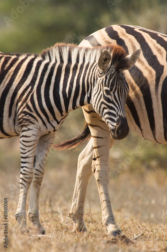 Zebra mare and foal standing close together in bush for safety