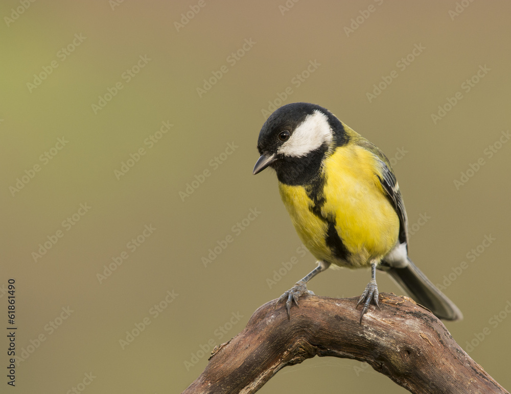 Fototapeta premium Mirada al bosque