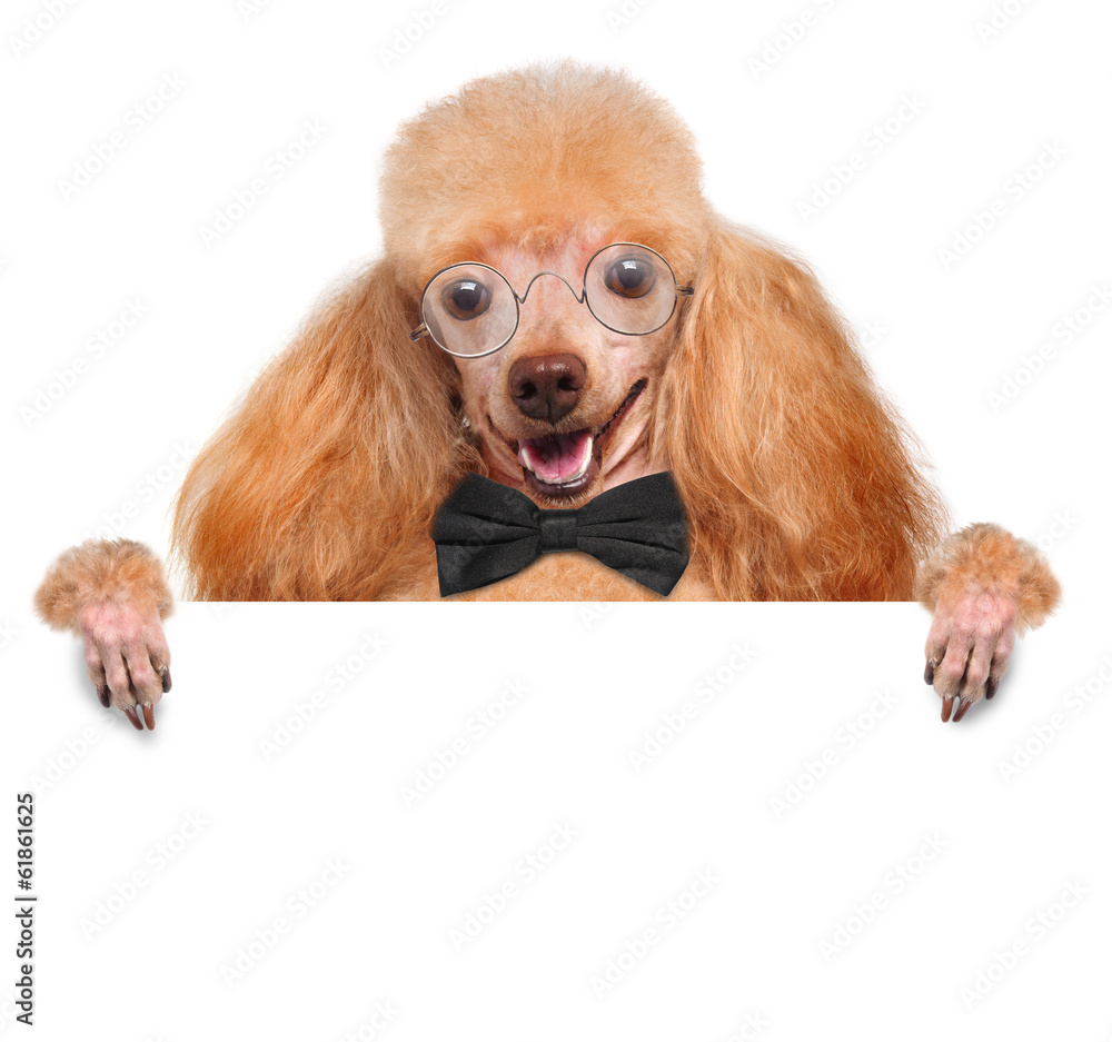 Dog with glasses behind a white banner Dog with glasses behind a white banner
