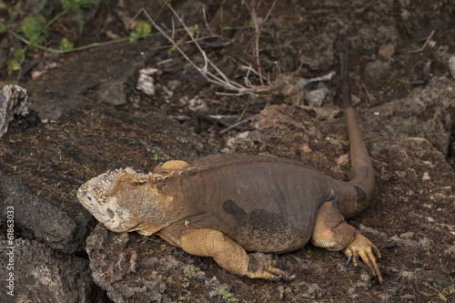 iguana galapagosg