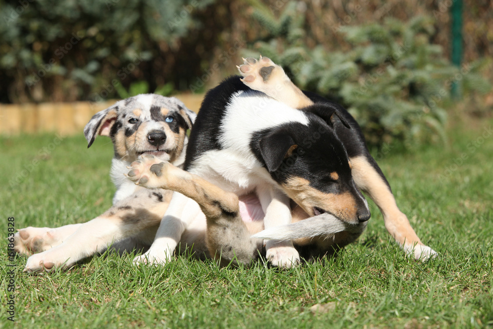 Puppy of Collie Smooth playing in the garden Puppy of Collie Smooth playing in the garden
