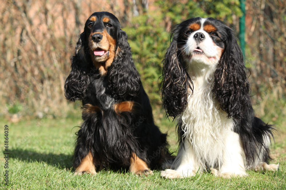 Cavalier King Charles Spaniel with English Cocker Spaniel in the