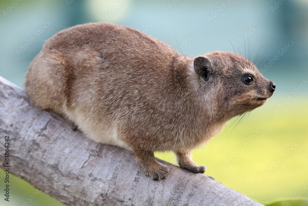 Fototapeta premium Cute Rock Hyrax Animal