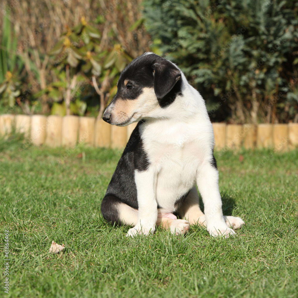 Gorgeous puppy of Collie Smooth in the garden Gorgeous puppy of Collie Smooth in the garden