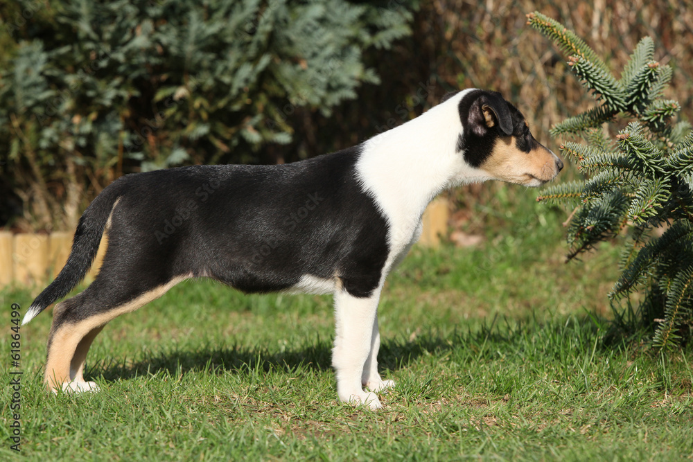 Gorgeous puppy of Collie Smooth in the garden
