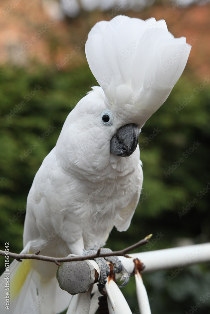 Sulphur-crested Cockatoo Parrot looking at you Sulphur-crested Cockatoo Parrot looking at you