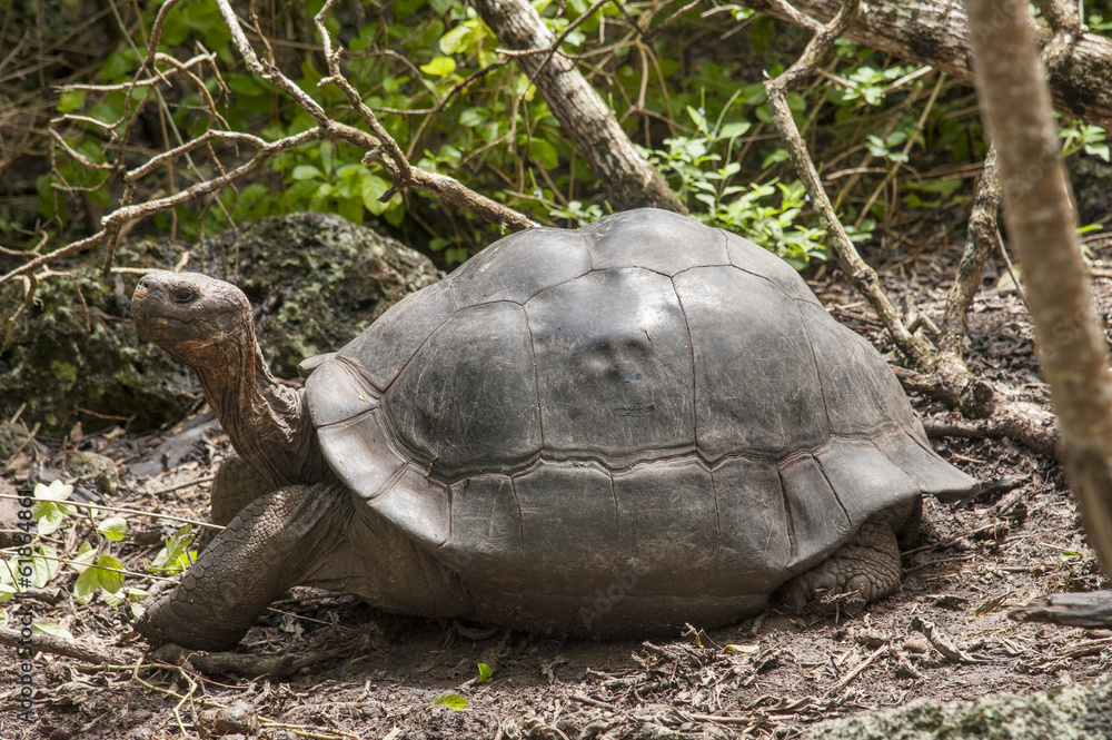 Fototapeta premium tartaruga gigante galapagos