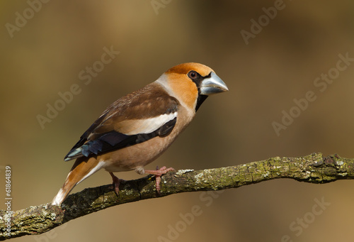 Photo Male Hawfinch