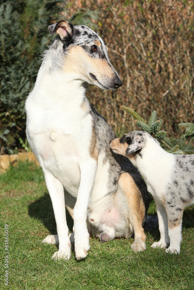 Nice dog of Collie Smooth scared of parenting Nice dog of Collie Smooth scared of parenting