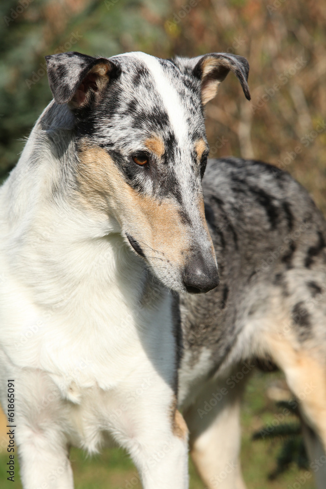 Amazing Collie Smooth in the garden Amazing Collie Smooth in the garden