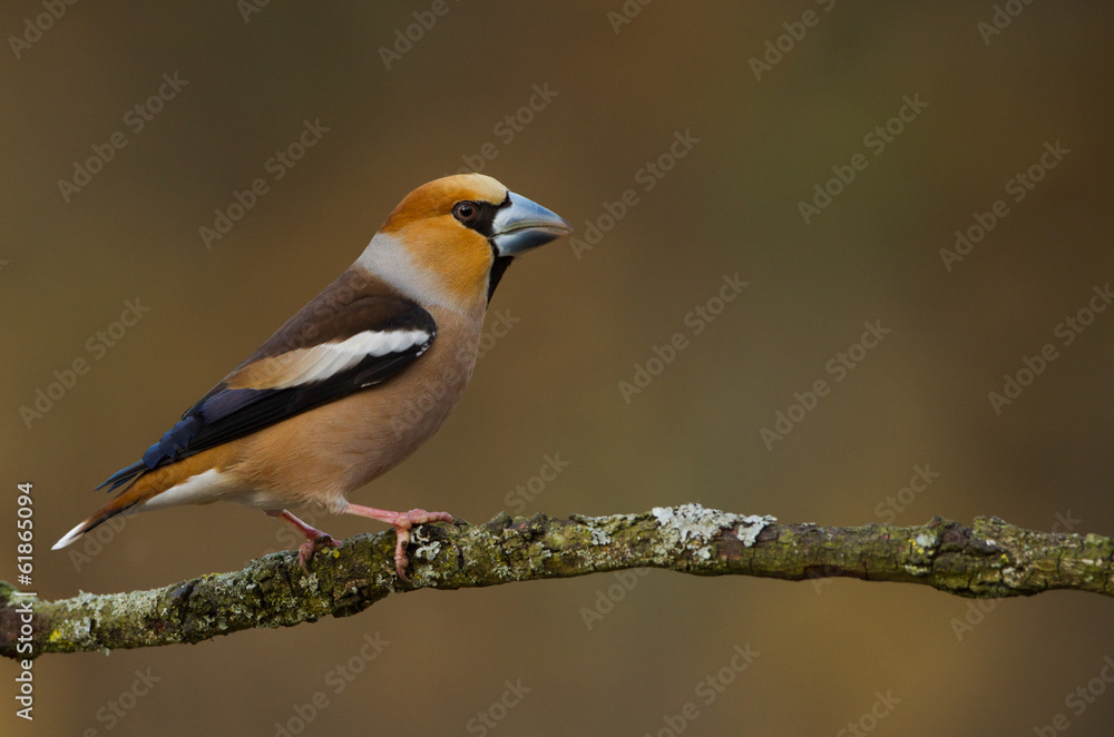 Male Hawfinch Male Hawfinch