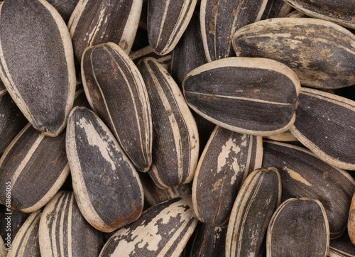 Obraz na plátně Background of sunflower seeds.