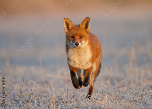 Red Fox