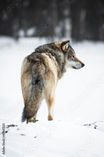 One Wolf in the forest © kjekol