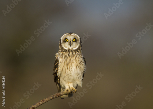 Short Eared Owl