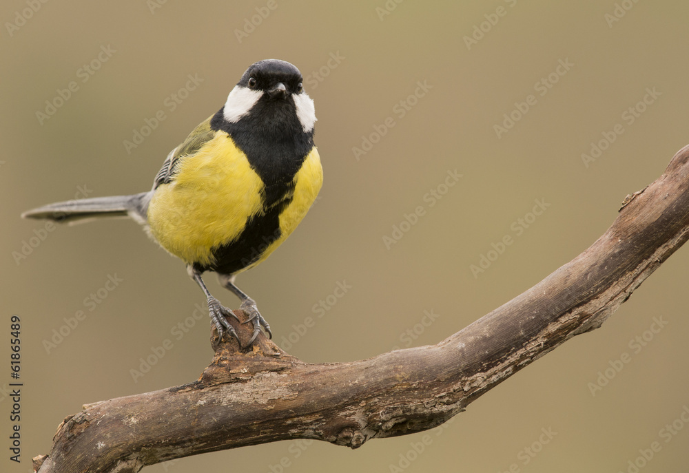 Fototapeta premium Esperando en la rama