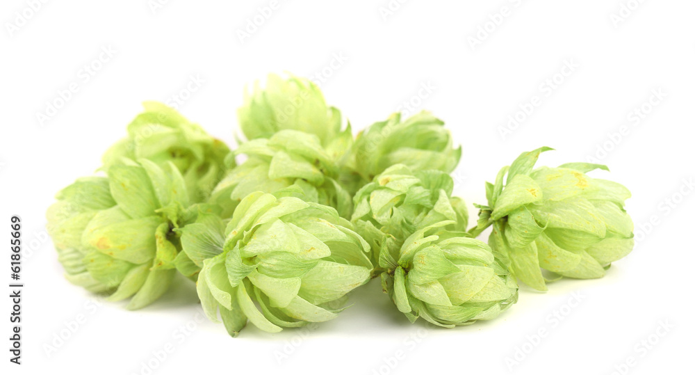 Close up of hop flowers.