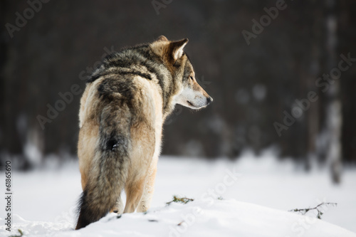 Wolf in the snow © kjekol