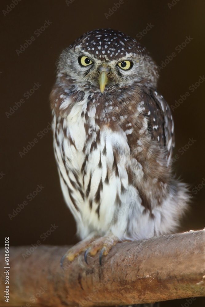 Fototapeta premium Pearl-spotted Owl Bird