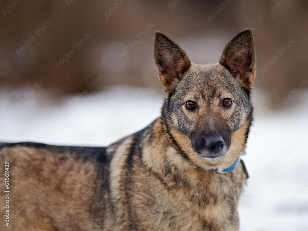 Portrait of a dog. Portrait of a dog.