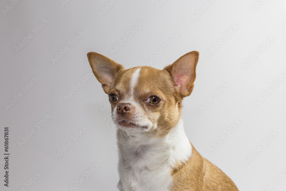 Rex der Chihuahua blickt skeptisch auf weißem Hintergund