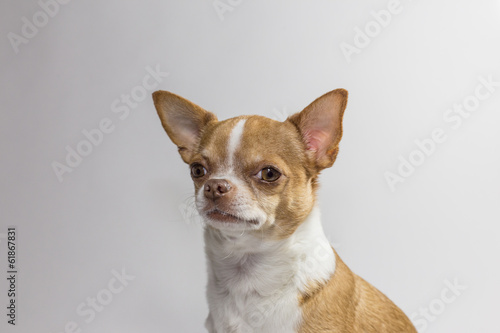 Rex der Chihuahua blickt skeptisch auf weißem Hintergund © Benjamin ['O°] Zweig