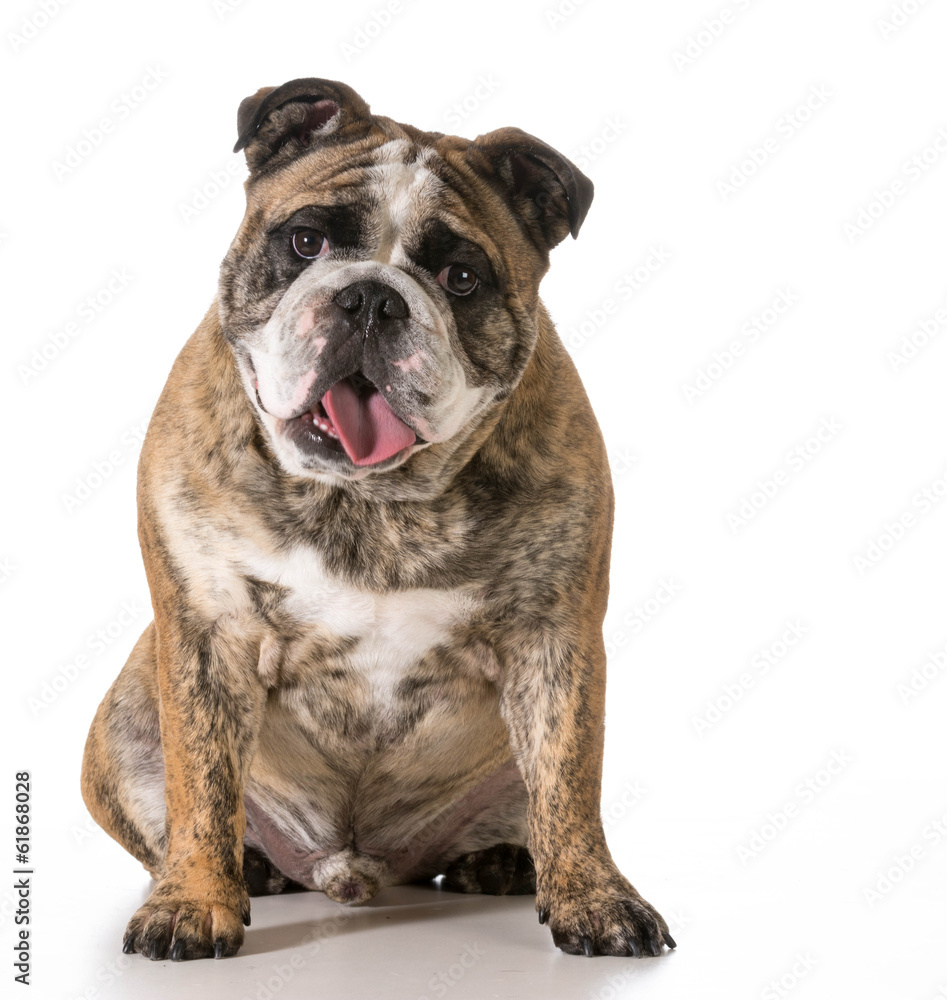 Fototapeta premium happy dog