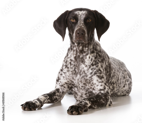 Fotografie german shorthaired pointer female