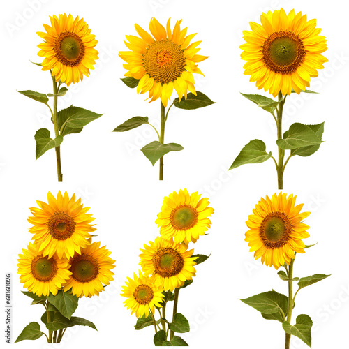 Fototapeta Naklejka Na Ścianę i Meble -  Sunflowers collection