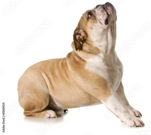 Photography dog begging