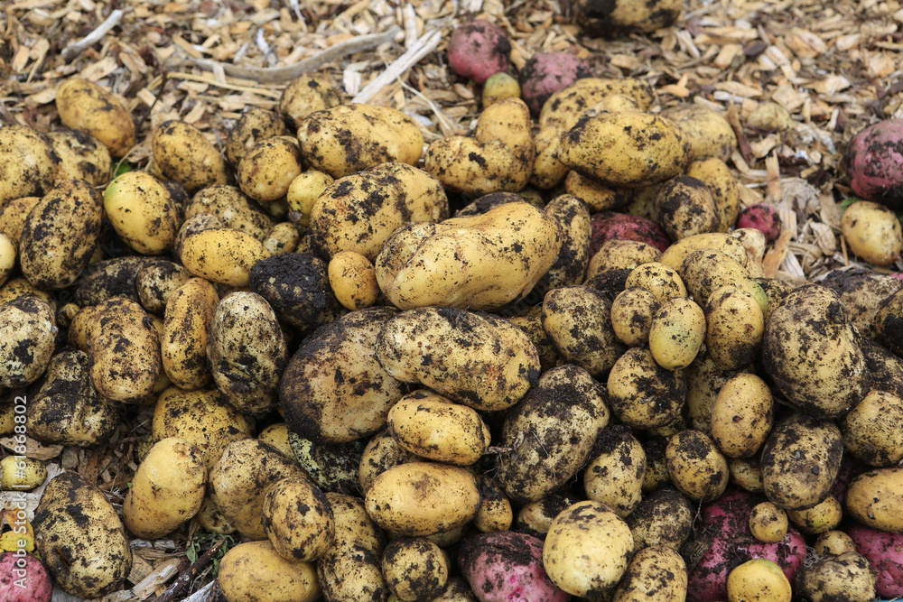 Gathering harvest. Fresh young potatoes Gathering harvest. Fresh young potatoes
