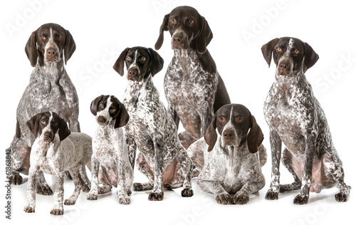 Bild auf Leinwand german shorthaired pointers