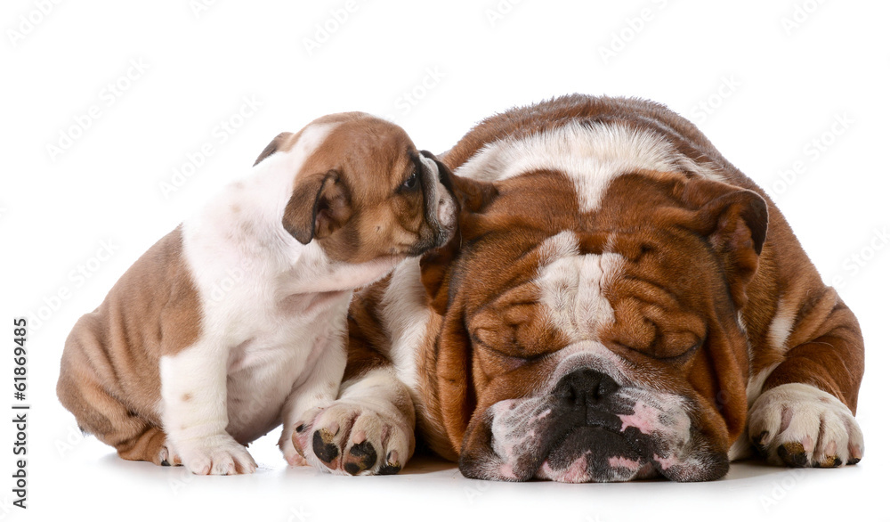 Obraz premium telling secrets