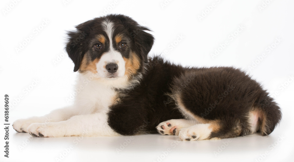 Australian Shepherd