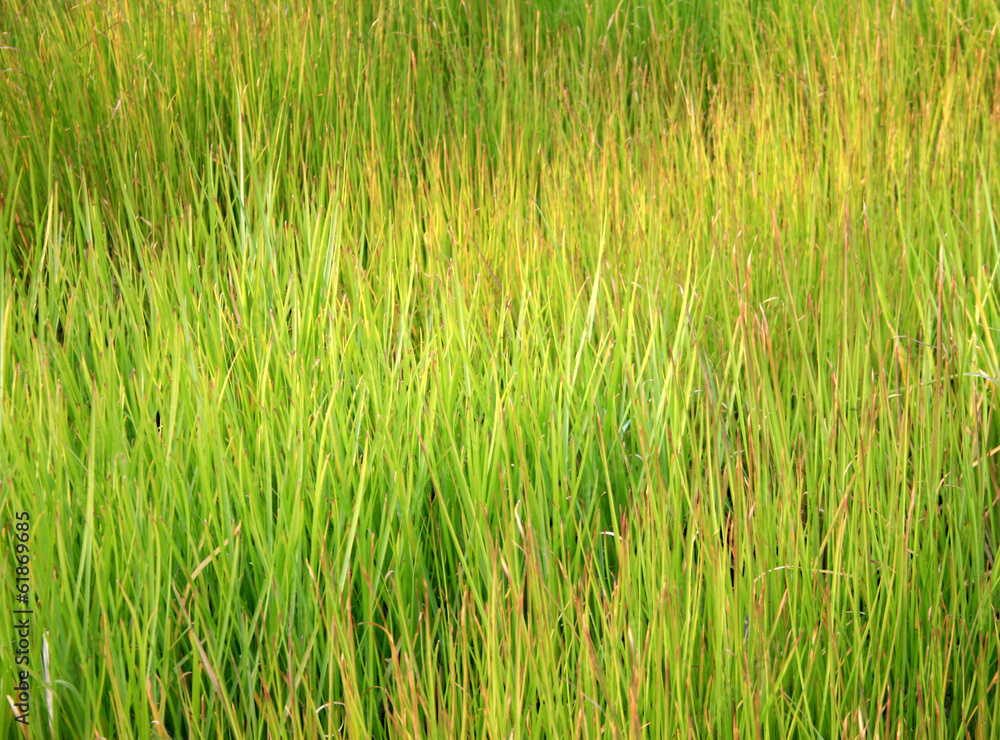 tall grass for background