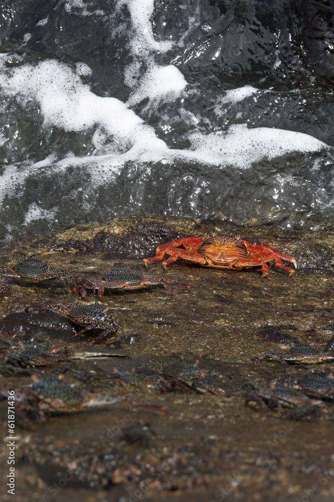 granchio rosso delle galapagos granchio rosso delle galapagos