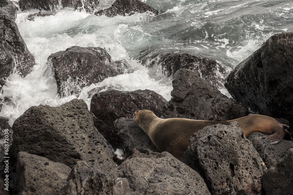 Fototapeta premium leone marino galapagos