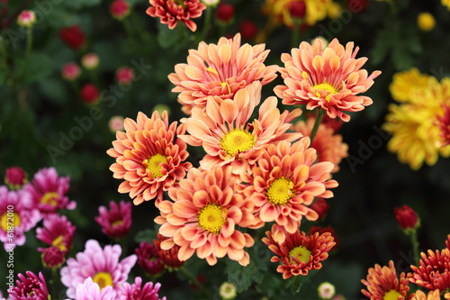 chrysanthemums flowers in the garden