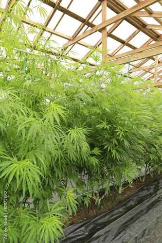 Marijuana   cannabis   hemp plant growing inside of the green ho