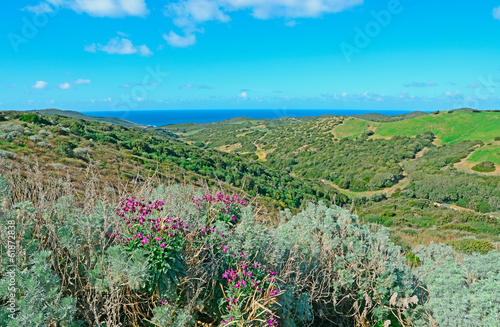 green hills with flowers