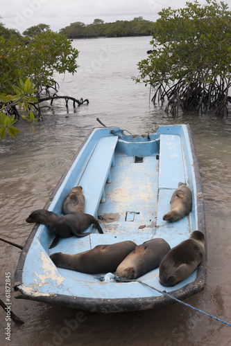 leone marino galapagos photo