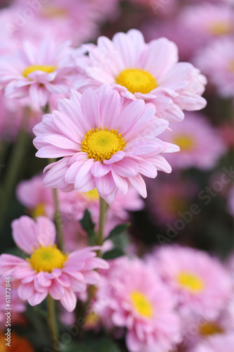 chrysanthemums flowers