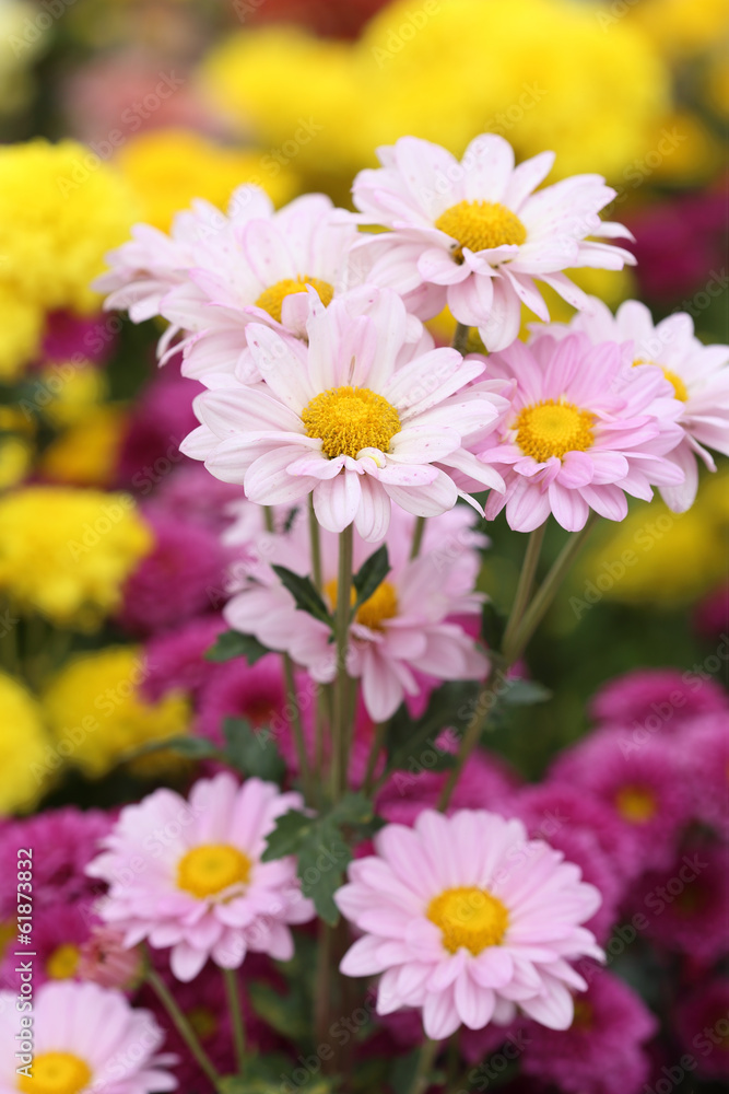 Fototapeta premium chrysanthemums flowers