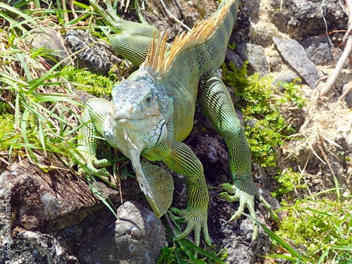 iguane reptile photo