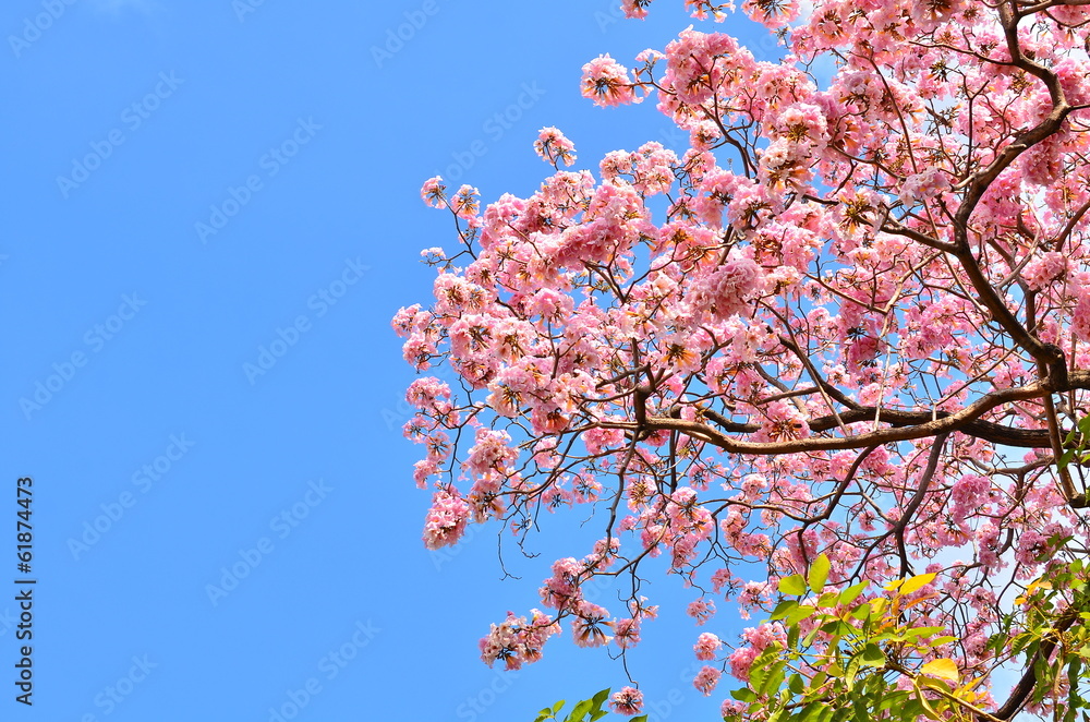 Spring Cherry Blossom