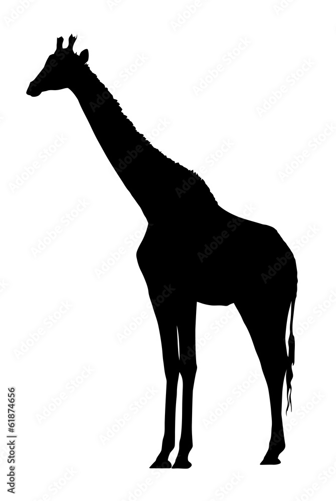 Side Profile Image of Large Giraffe Standing Side Profile Image of Large Giraffe Standing